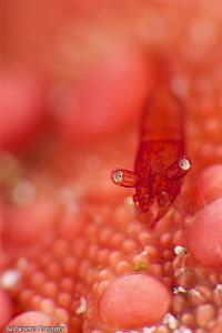 Starfish Shrimp / red / - Zenopontonia soror by Iyad Suleyman 